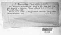 Stemphylium vesicarium image
